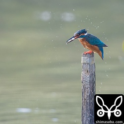 満潮を迎えるとカワセミがやって来て小魚を捕まえていた。