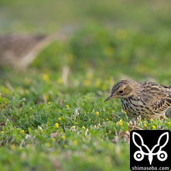 ムネアカタヒバリたちはカタバミのような植物の種子をついばんでいるようだった。