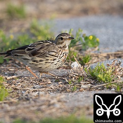 豊崎にはムネアカタヒバリが9羽いました。 `先日は2羽 <https://shimasoba.com/blog/1171/>`_ でしたが増えていた。