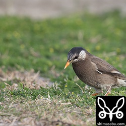 ムクドリは数羽の群れ。繁殖期に入っているようで巣材を運ぶ個体もいた。