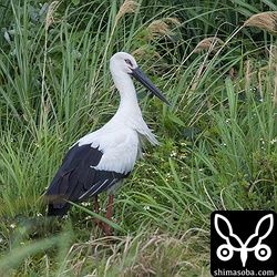 ずんずんと草むらに入り獲物を探しているようです。