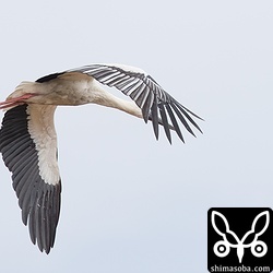 翼を広げるとこんな感じ。幼鳥ですね。今年、大陸で生まれ育ったのでしょう。