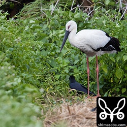 見つけた時は、こんな感じでサトウキビ畑の端っこにたたずんでいた。