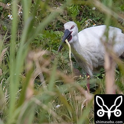 コウノトリは、ハブをどこかに叩きつけるでもなく強靭なくちばしで頭を噛み潰してトドメを刺しひとのみにしていた。
