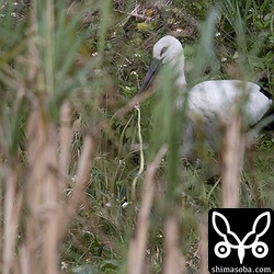 サトウキビ畑では、ヘビを捕まえた。拡大して見るとハブでした。ハブの毒もコウノトリの大きな長いくちばしの前では無力のようです。