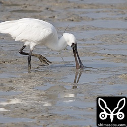 豊崎干潟のクロツラヘラサギ。