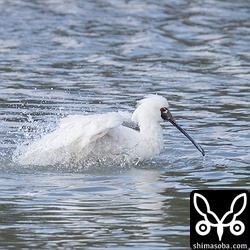 水浴びするクロツラヘラサギ。