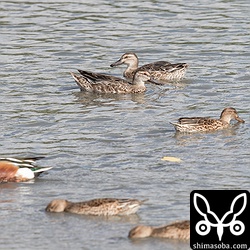 シマアジの2羽は、たくさんのコガモの群れの中でもお互い離れないよう近くにいた。