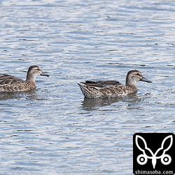 右のシマアジが新たにやって来たと思われるシマアジ。