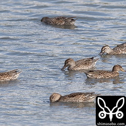 コガモに混ざるシマアジ(右上)。