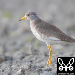 ケリ第1回冬羽。目の色も真っ赤な成鳥に比べて暗くくすんでいます。