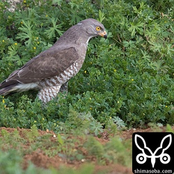 サシバのオス。獲物を見つけて地面に降りましたが草むらに見失ったようでしばらくは歩き回り周りを探していました。