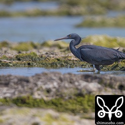 黒いクロサギ。