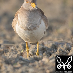 成鳥に見られる胸の黒い帯状の模様はこれから出てくるのでしょうか。