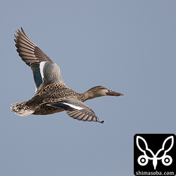 サーファーに驚いて飛び立ったハシビロガモ。