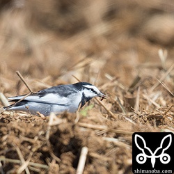 畑の土の中から小さな虫を捕まえた。