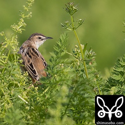 セッカのオス。畑の上を飛び回り、隣のオスと縄張りを主張し合っていた。