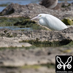 白いクロサギ。