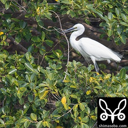 コサギは、枝を運んできて巣を作るような動作をしていました。