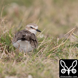 シロチドリのメス。今年も5月のゴールデンウイークあたりには可愛らしいヒナを連れた姿が見られるでしょう。^^