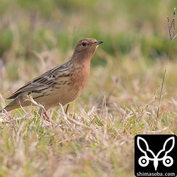 美しい夏羽に変わったムネアカタヒバリ。