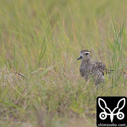 ムナグロはまだまだ冬の装い。30羽ほどの群れの中に夏羽に変わった個体はいなかった。来月ぐらいからは美しい夏羽のムナグロも混じりだすことでしょう。