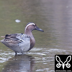 三角池に注ぐ水路にもシマアジのオスがいました。
