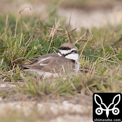 シロチドリのオス。