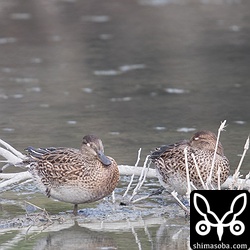 三角池で越冬していたコガモたちのオスは1羽もいなくなって、メスが数羽残るのみでした。
