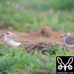 オオチドリは2羽いました。