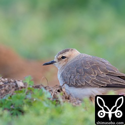 オオチドリは、日没寸前に見つけられました。