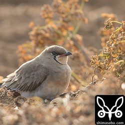 ツバメチドリは美しい夏羽に変わっていました。
