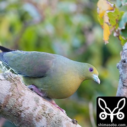 近くの公園では、ズアカアオバトが巣作りしていました。