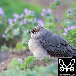 今季初のツバメチドリ。さらに北上する個体や沖縄本島で繁殖する個体などこれからどんどん増えてきます。