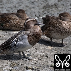 三角池のシマアジまだいました。