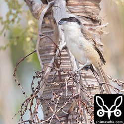 今まで見かけなかったシマアカモズなので北上組かな。