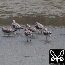 アオアシシギも増えてきた。