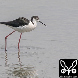 セイタカシギは50羽ほどいた。