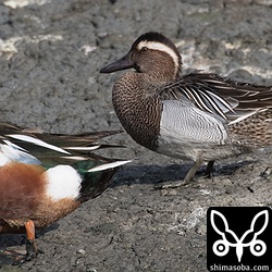三角池のシマアジのオスは2羽いました。