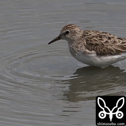 ヒバリシギもこれから増えてきます。