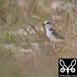 レンタカーの駐車場に数羽のシロチドリが避難していた。
