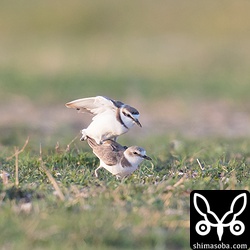 鳥の交尾は短時間なのが常ですが、このペアは1分30秒ほど交尾していました。