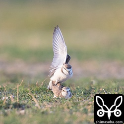 オスがメスの背中に飛び乗りました。交尾です。