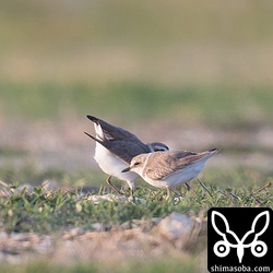 2羽のシロチドリが追いかけ合ったりしていると思ったら、オスが片方の翼をメスに見せつけるような行動をしていました。求愛ですね。