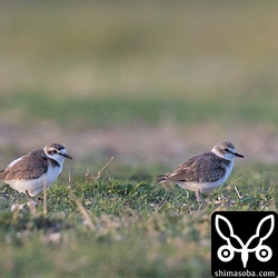 交尾直後のオス(左)とメスのシロチドリ 。