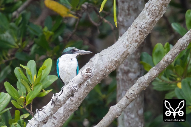 ナンヨウショウビン