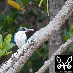 木道の展望台付近から見るとこんな感じ。少し遠いですね。