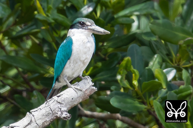 ナンヨウショウビン
