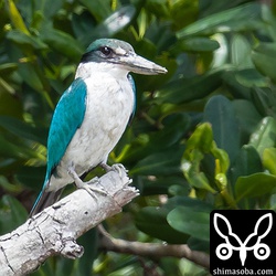 展望台からセンターへ少し戻ると近い距離から順光で撮れます。しかもマングローブの隙間から撮るのでナンヨウショウビンも警戒しません。