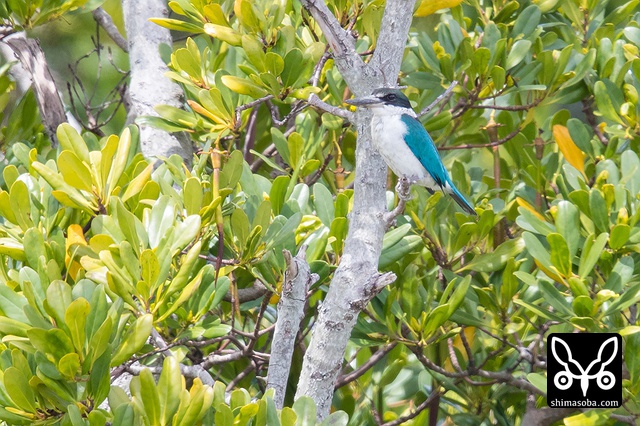 ナンヨウショウビン